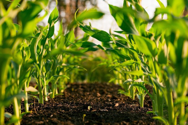 Precision Agriculture: How ML Models Are Feeding the World Smarter